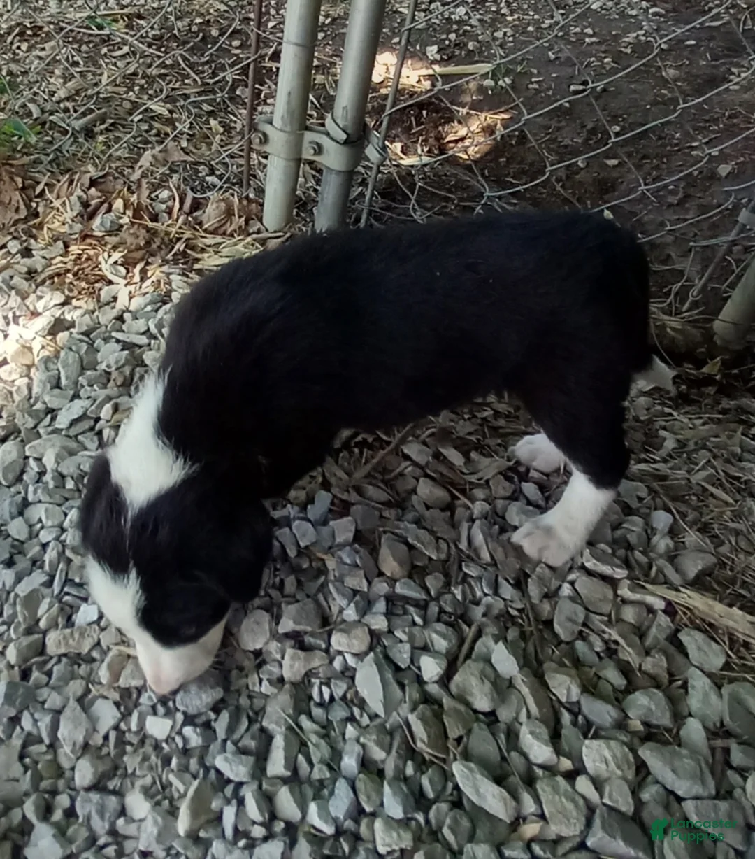 Border Collie dogs for sale: Rowdy - Ad 2