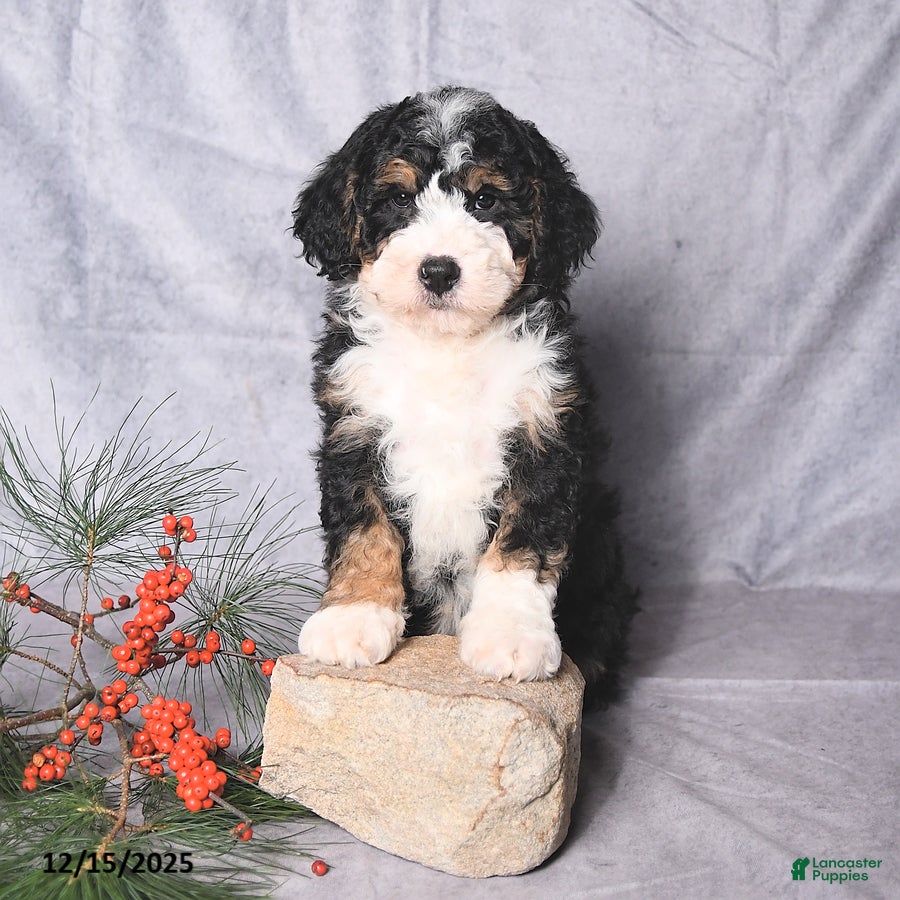 Bernedoodle dogs Champ  - Ad 6
