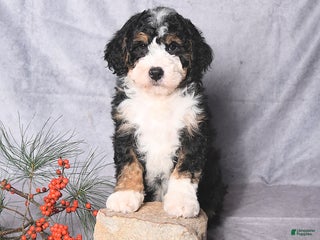 Bernedoodle dogs Champ - Ad 5