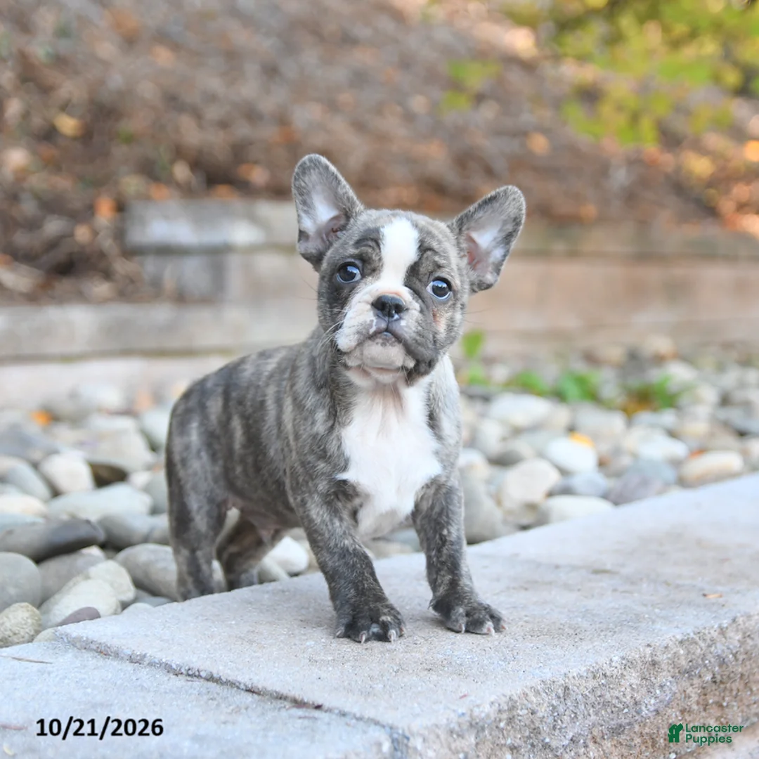 Frenchton dogs for sale: Justin - Ad 2
