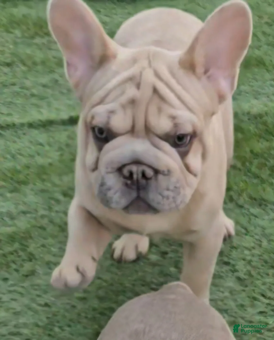 French Bulldog dogs for sale: French Bulldog Puppy 1 - Ad 4