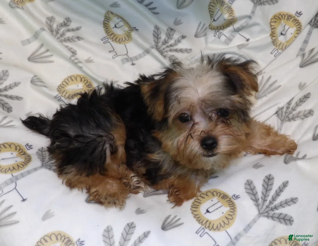 Yorkiepoo dogs for sale: Fiona - Ad 6