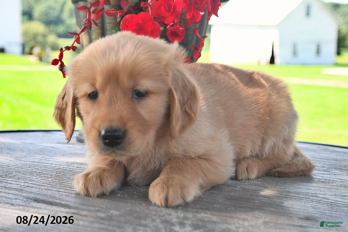 Golden Retriever dogs Tansy - Ad 2