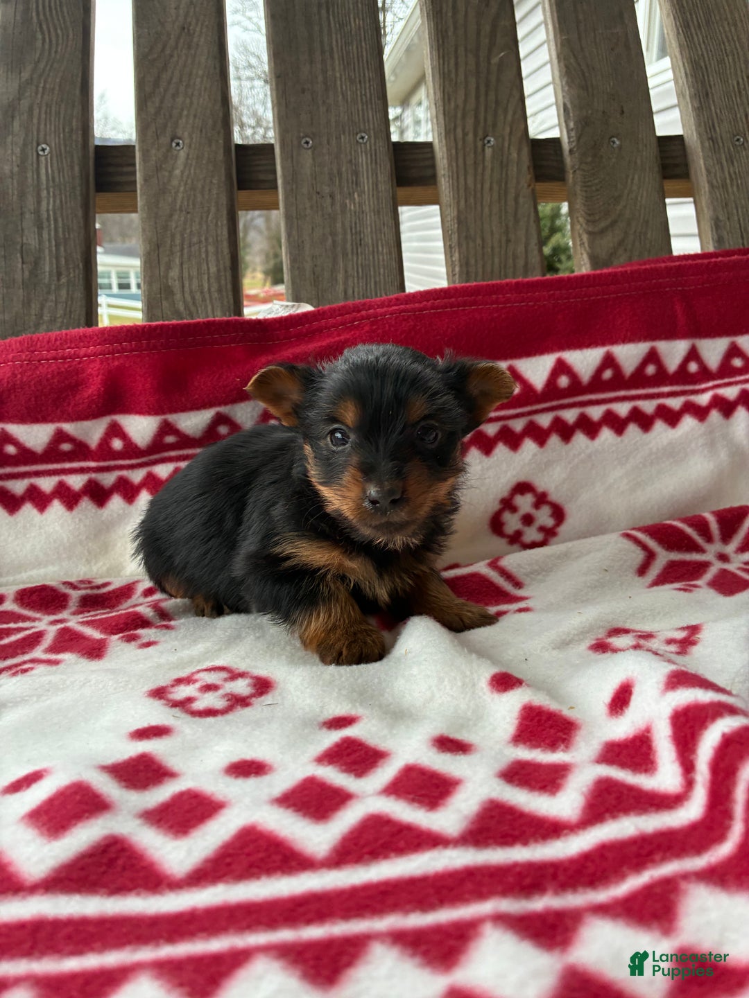 Yorkshire Terrier dogs for sale: Chase - Ad 3