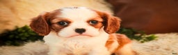 Cavalier King Charles Spaniel dogs for sale: Flora Jo - Ad 6