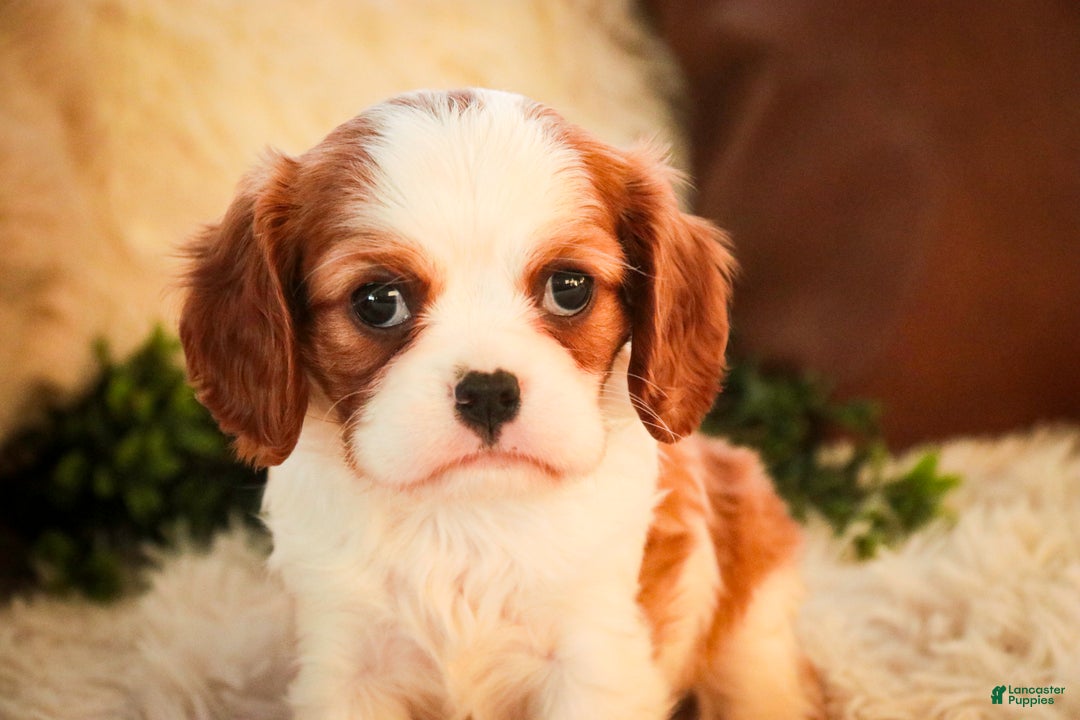 Cavalier King Charles Spaniel dogs for sale: Flora Jo - Ad 6