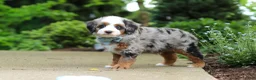 Mini Bernedoodle dogs for sale: Zeke - Ad 4