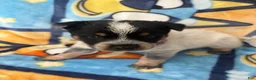 Australian Cattle Dog dogs for sale: Australian Cattle Dog Puppy 2 - Ad 6