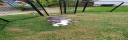 American Bully dogs for sale: American Bully 3 - Ad 5