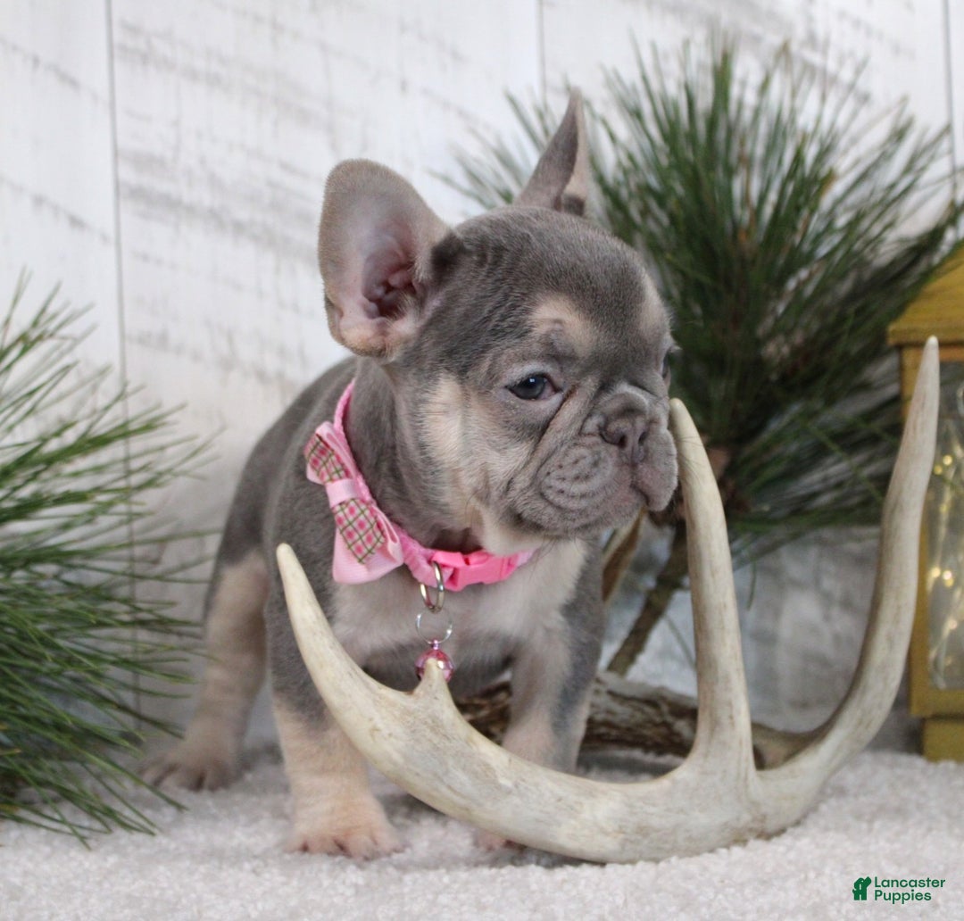 French Bulldog dogs for sale: Abby - Ad 1