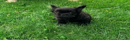 French Bulldog dogs for sale: Kara - Ad 1