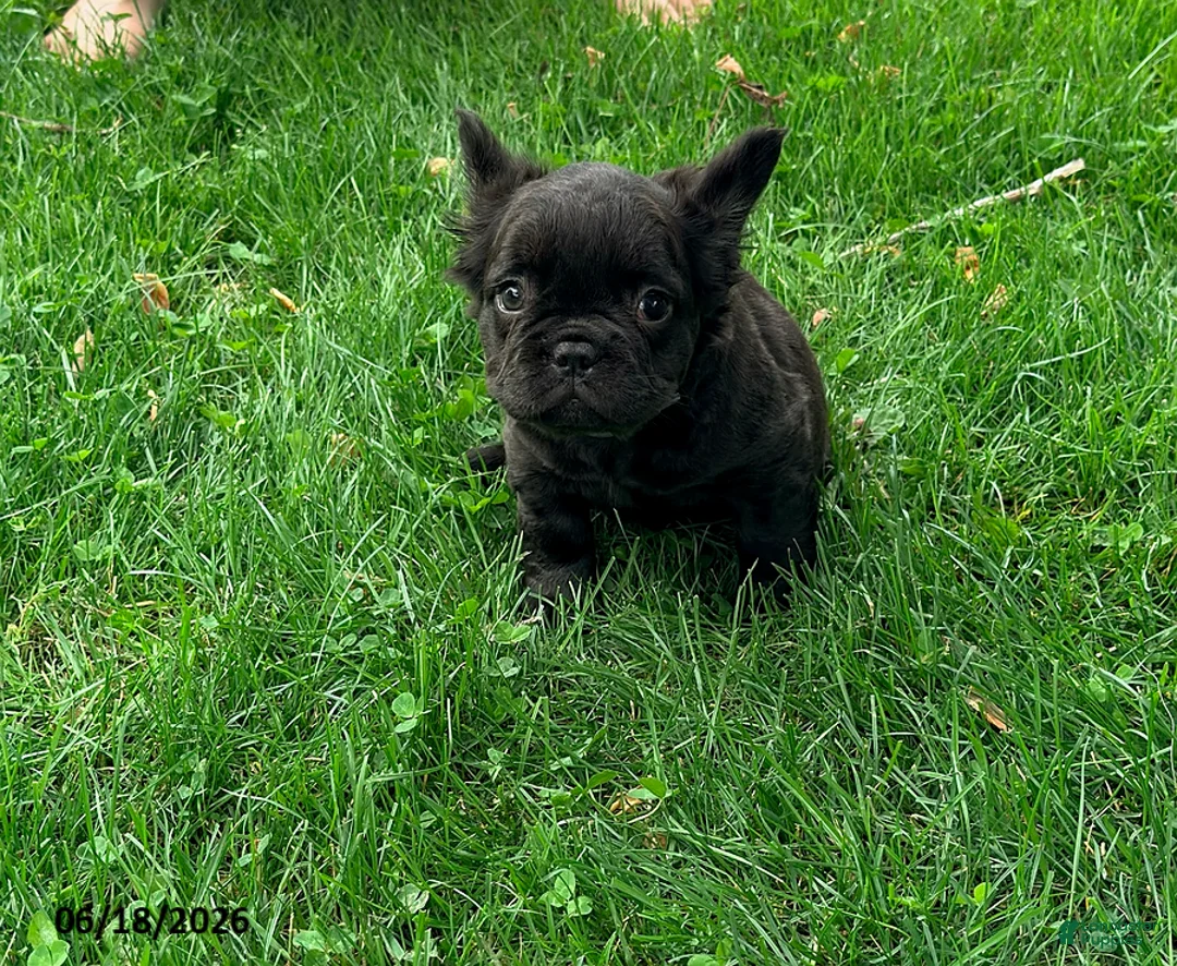 French Bulldog dogs for sale: Kara - Ad 1
