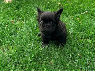 French Bulldog dogs Kara - Ad 26