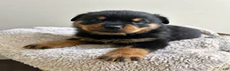 Rottweiler dogs for sale: Hershey - Ad 4
