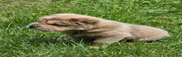 Shar Pei dogs for sale: Roman - Ad 38