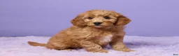 Mini Goldendoodle dogs for sale: Hazel - Ad 3