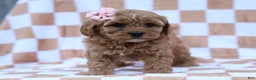 Cavapoo dogs for sale: Pansy Cavapoo Puppy - Ad 5