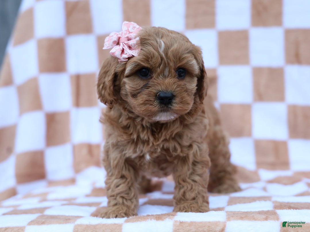 Cavapoo dogs for sale: Pansy Cavapoo Puppy - Ad 5