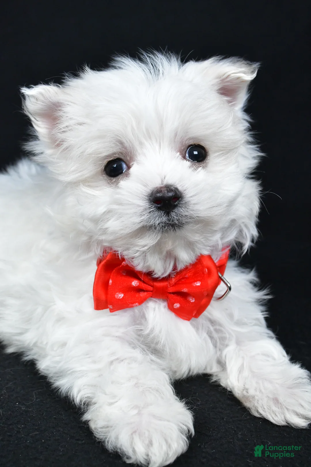 Maltese dogs for sale: Alexander - Ad 5