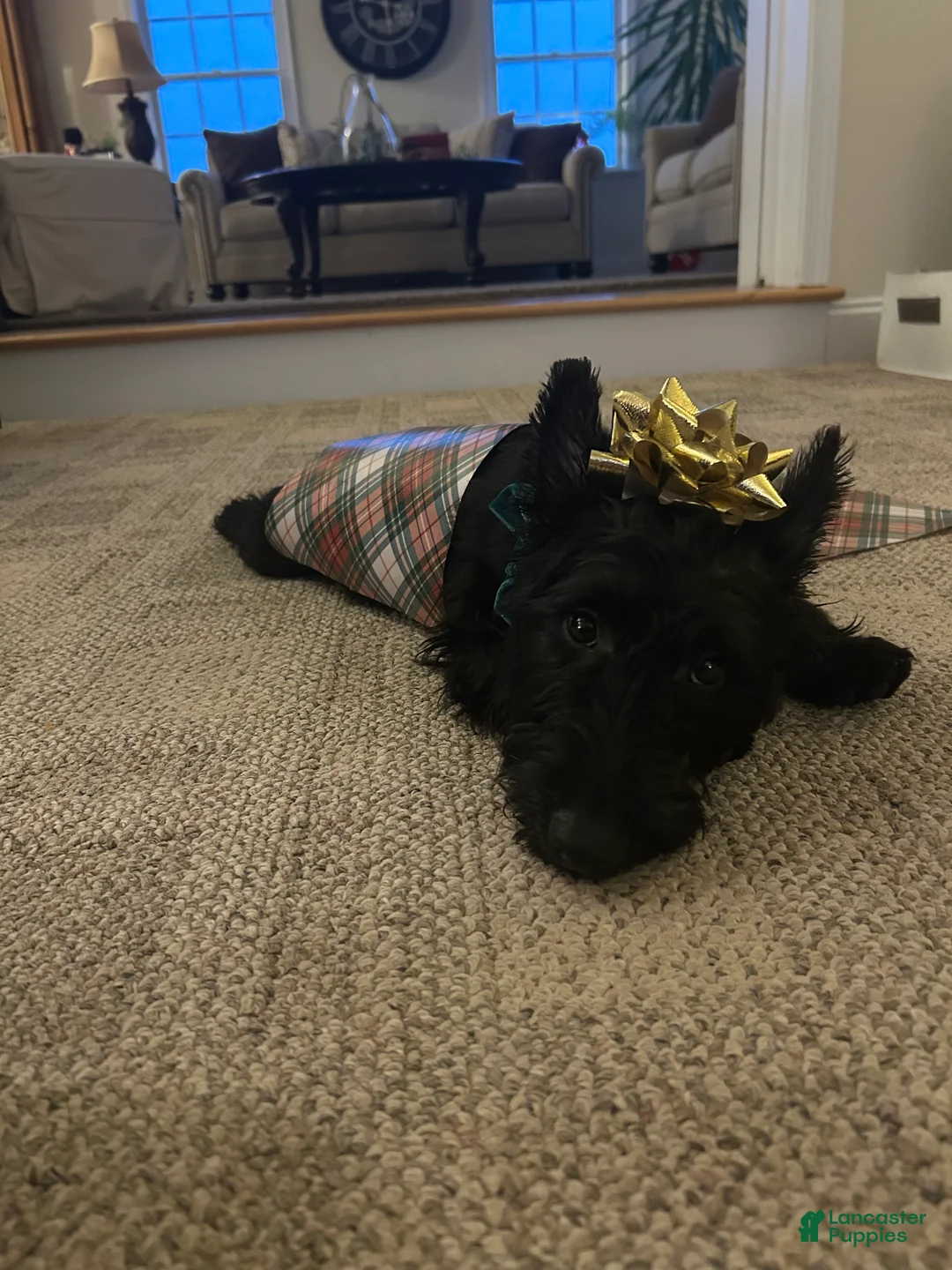 Scottish Terrier dogs for stud: Scottie stud - Ad 3