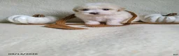Lhasapoo dogs for sale: Cash - Ad 6