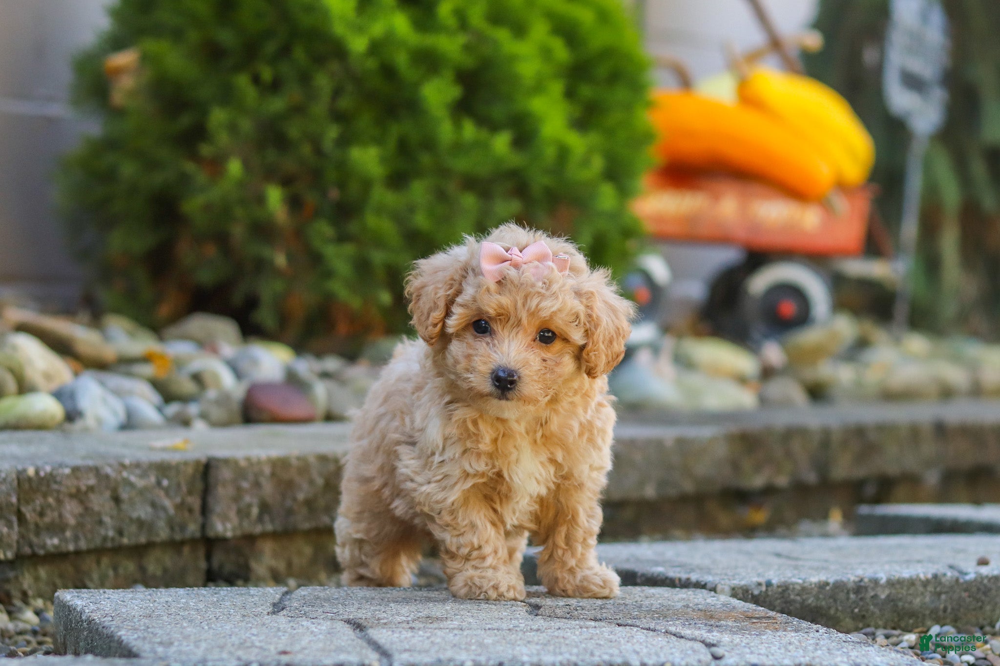 Maltipoo dogs Posie - Ad 2