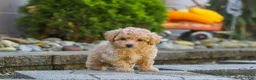 Maltipoo dogs for sale: Posie - Ad 2