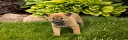 Shiba Inu dogs for sale: Jake - Ad 2