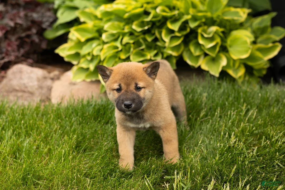 Shiba Inu dogs for sale: Jake - Ad 2