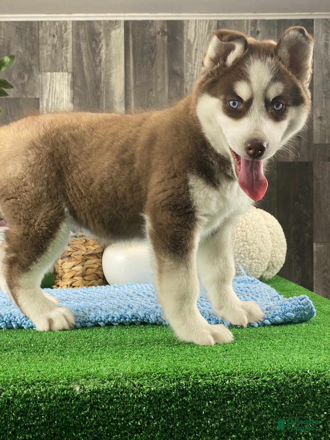 Siberian Husky dogs for sale: Artic Cat  - Ad 1