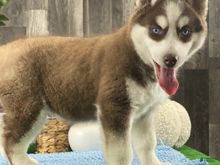 Siberian Husky dogs Artic Cat - Ad 3