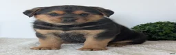 Mixed Breed dogs for sale: Finn - Ad 16