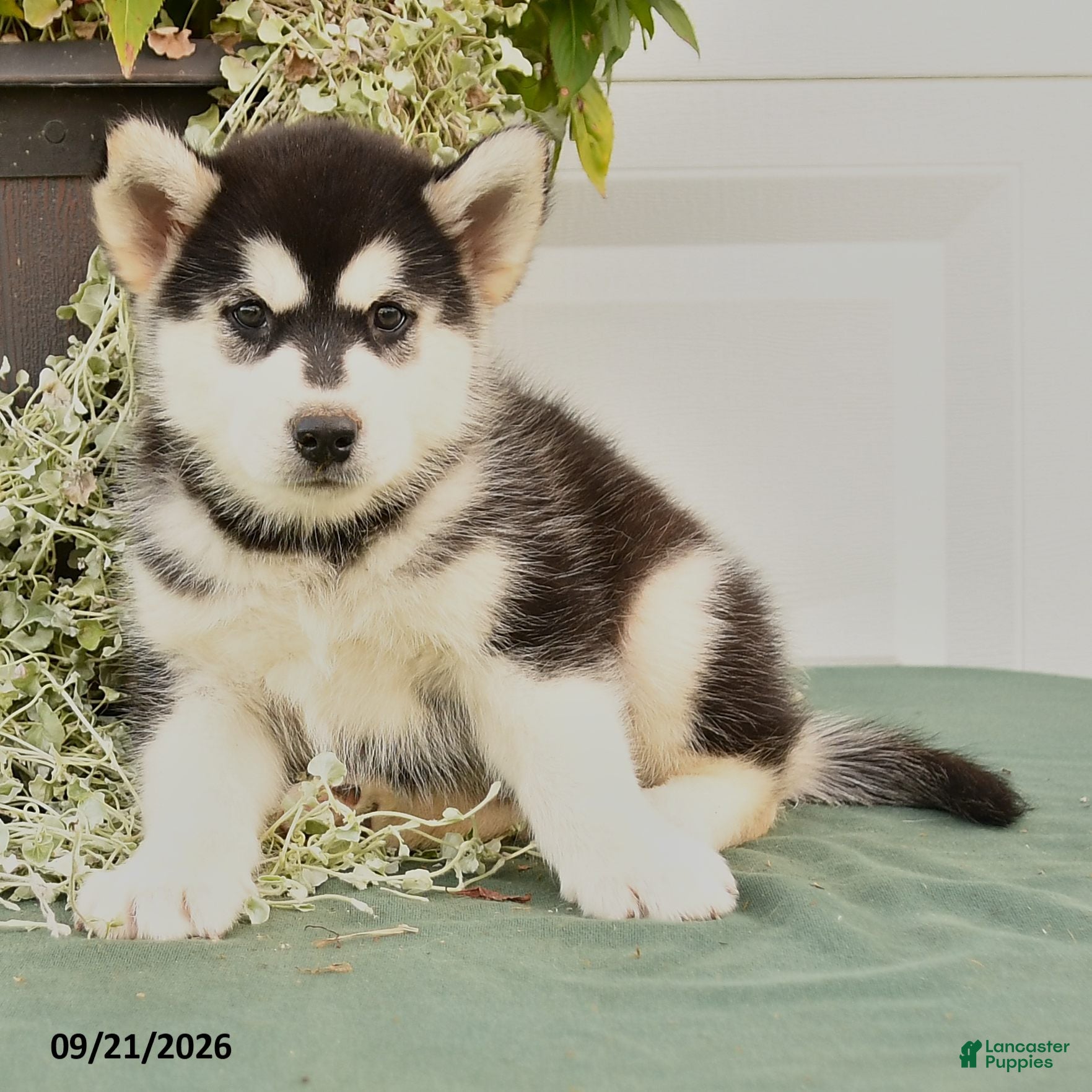 Alaskan Malamute dogs Charlie - Ad 2