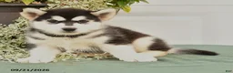Alaskan Malamute dogs for sale: Charlie - Ad 2