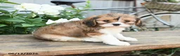 Cavachon dogs for sale: Wendy - Ad 3