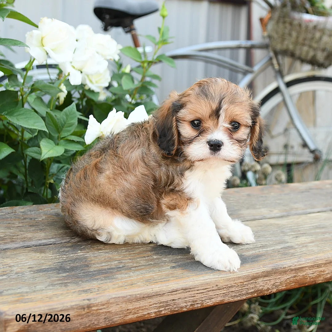 Cavachon dogs for sale: Wendy - Ad 3