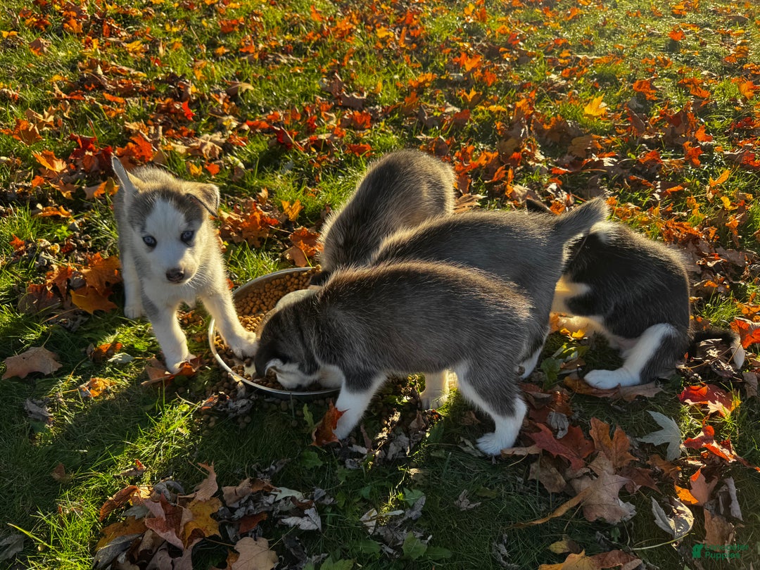 Siberian Husky dogs for sale: Siberian Husky Puppy 5 - Ad 5
