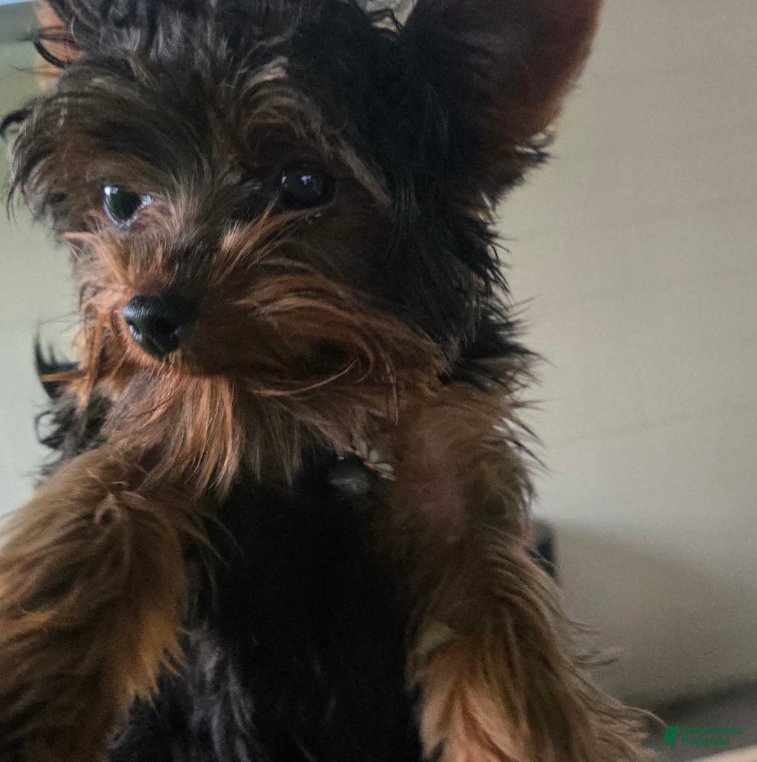 Yorkshire Terrier dogs for sale: Sofia Love - Ad 1