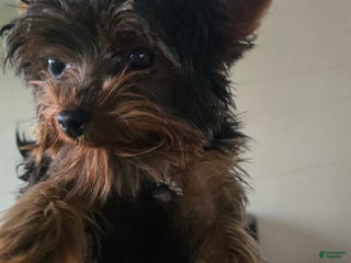 Yorkshire Terrier dogs Sofia Love - Ad 36