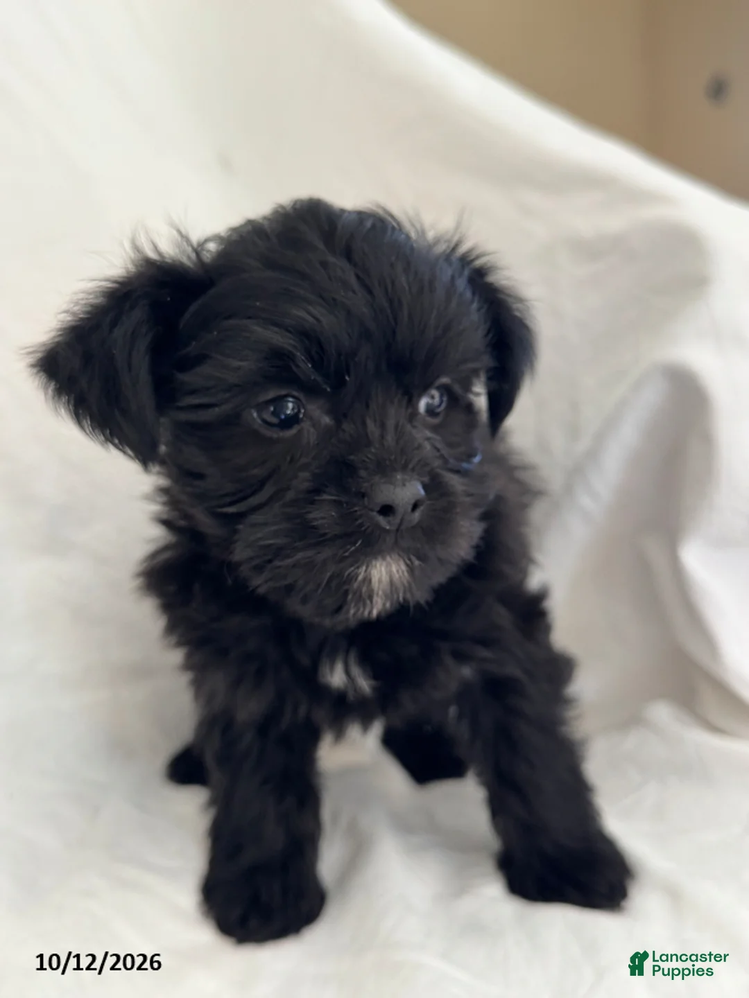 Mixed Breed dogs for sale: Buster - Ad 5