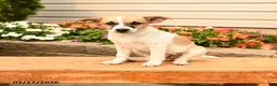 Teddy Roosevelt Terrier dogs for sale: Chippy - Ad 1