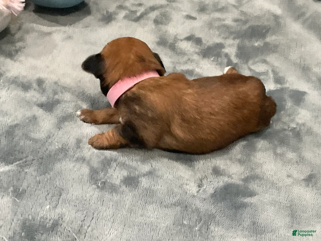 Shorkie dogs for sale: Princess - Ad 2