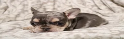 French Bulldog dogs for sale: Lars - Ad 14