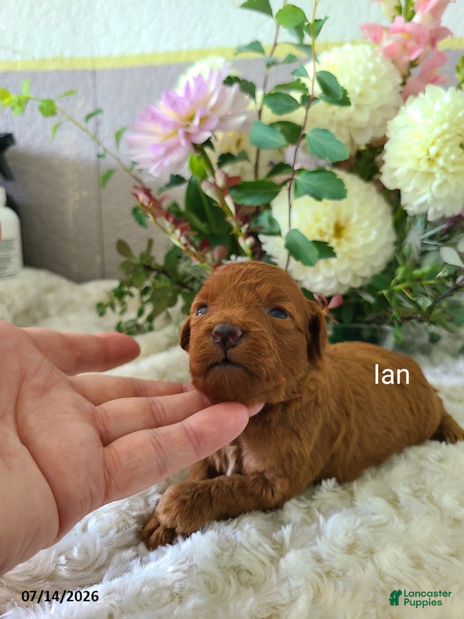 Mini Goldendoodle dogs Ian - Ad 1