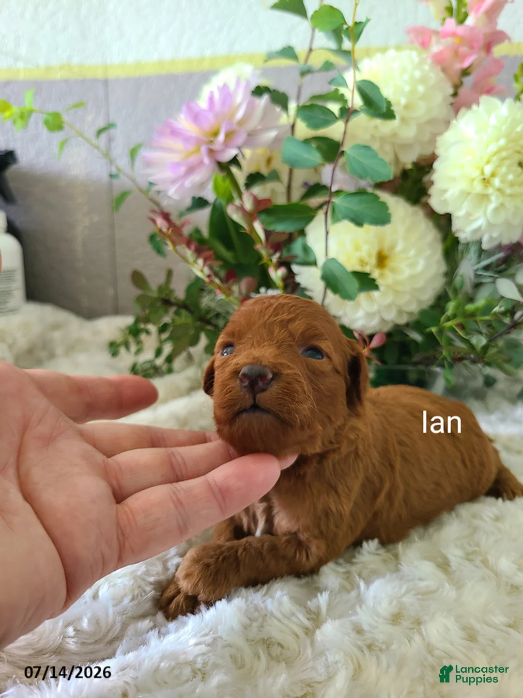 Mini Goldendoodle dogs for sale: Ian - Ad 1