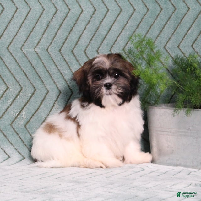 Shih Tzu dogs Irving - Ad 1