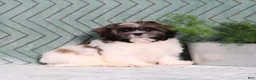 Shih Tzu dogs for sale: Irving - Ad 3