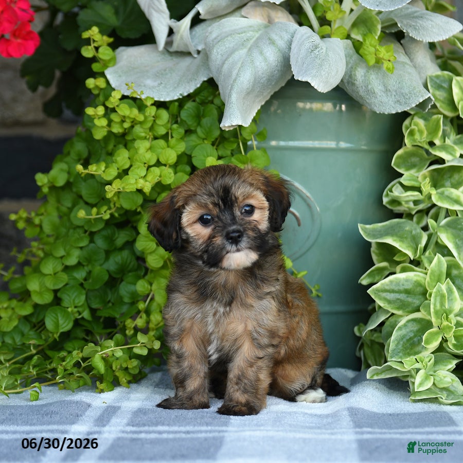 Maltipoo dogs Paisley - Ad 2