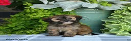 Maltipoo dogs for sale: Paisley - Ad 2