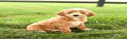 Mini Goldendoodle dogs for sale: Florence - Ad 3